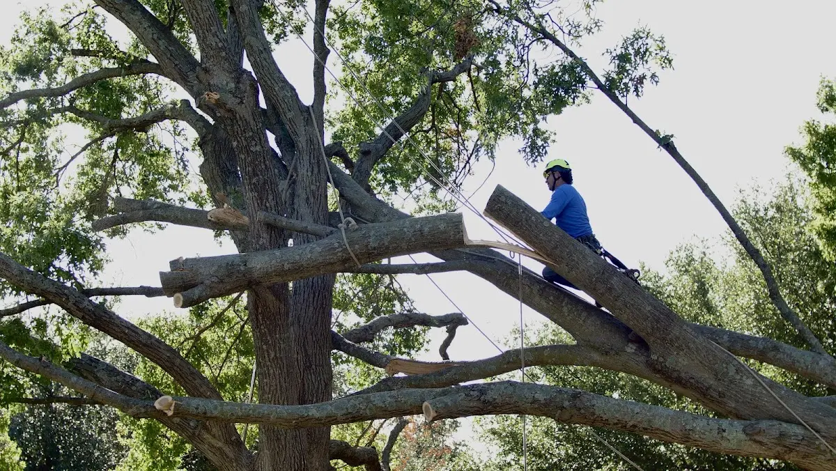 Professional Hazardous Tree Removal performed by certified arborists in Colmar