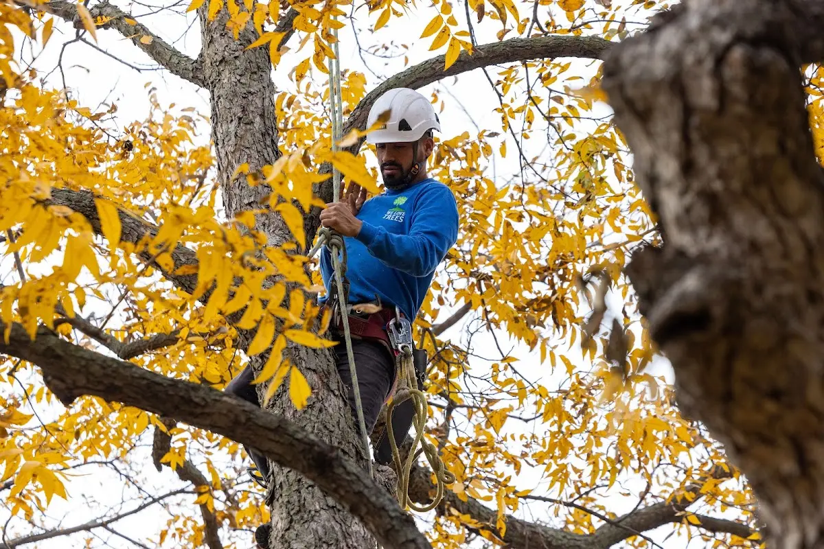 Skilled Tree Planing crew working in Colmar