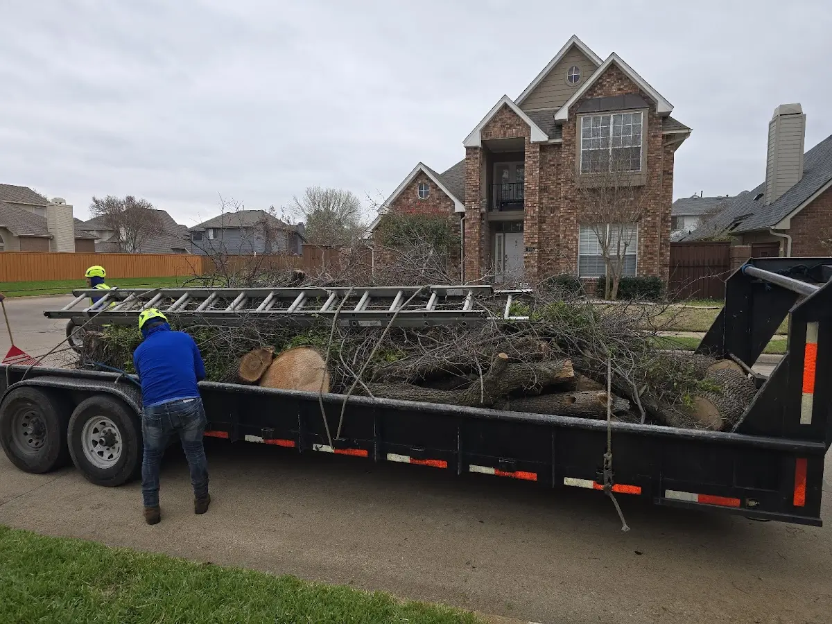 Expert Tree Fertilization with proper safety equipment in Colmar